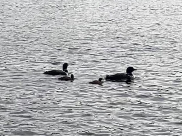 2025 Loon Report